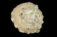 藏品(中華綴殼螺)的圖片